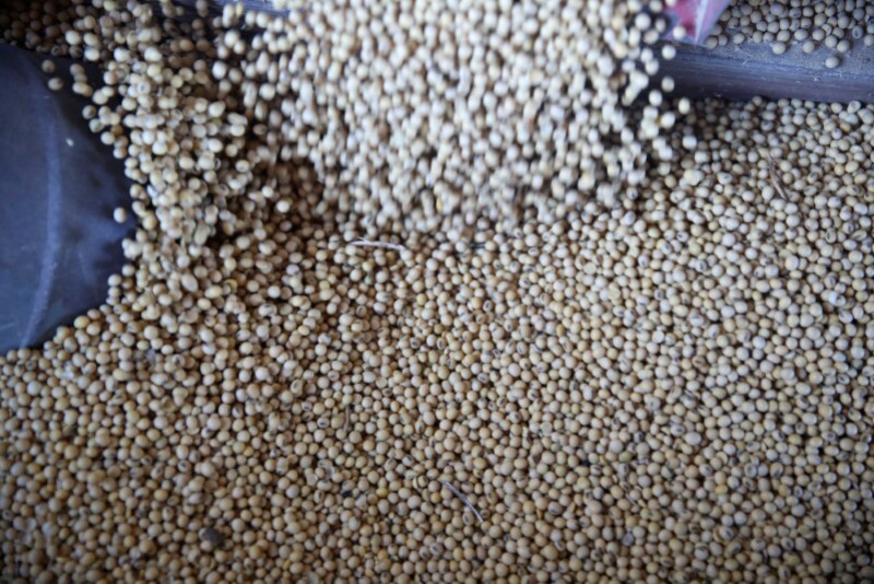 Soybeans fall into a bin as a trailer is filled at a farm in Buda, Illinois, U.S., July 6, 2018. REUTERS/Daniel Acker