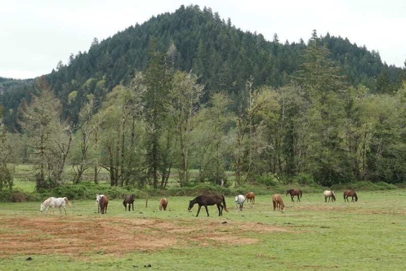 Beyond rendering plants, expensive crematoria and landfills, the options for respectfully burying a 1,000 lb. animal are extremely limited in many areas of the United States.