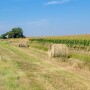 RoadDitchHay-Walz.jpg