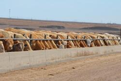 BT_Feedlot_Bunkline