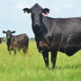 BT_Brangus_Cow_Calf