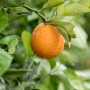 Citrus tree