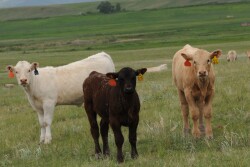 "There are distinct and proven benefits to the environment accruing to cattle production and yes, it is sustainable. "