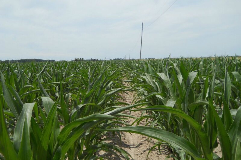heat stressed corn