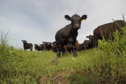 BT_Cattle_Wide_Angle