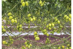 Calavo-romas.jpg