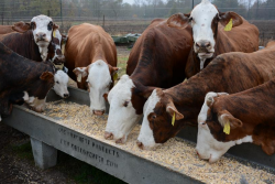 cattle