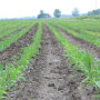 young corn missouri