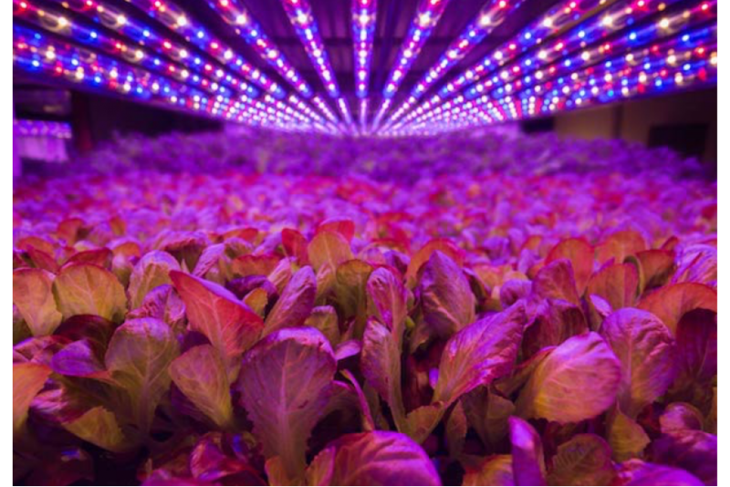 Aerofarms pic.png