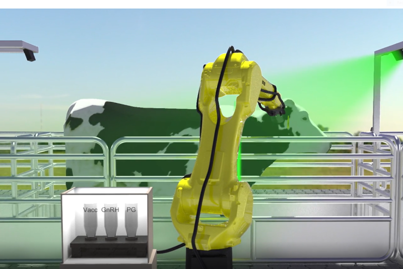 As cows leave the milking parlor, they will enter an exit lane with a series of automated gates. As they pass through the gates, an RFID system will track the identification number and medical history of each animal and determine whether she needs a vaccination or reproductive hormone.