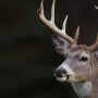 Deer.MaineDWP.jpg