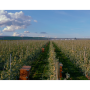 Arctic apple orchard.png