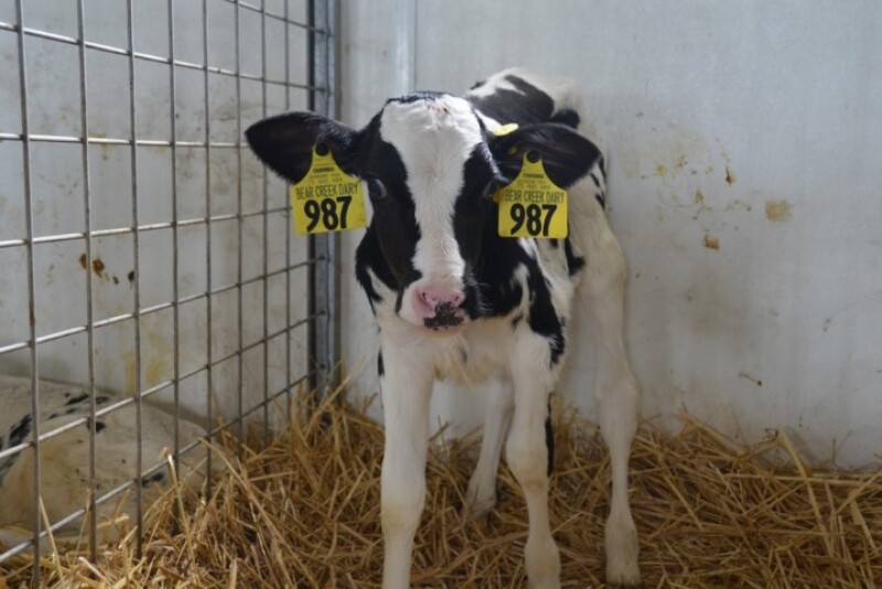 DT_Dairy_Holstein_Calf