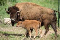 Wildlife populations can serve as reservoirs for brucellosis and tuberculosis, but extensive surveillance entails significant costs. 