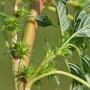 Look for spiny bracts such as these to positively identify Palmer amaranth