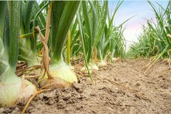 Onion harvest 2021