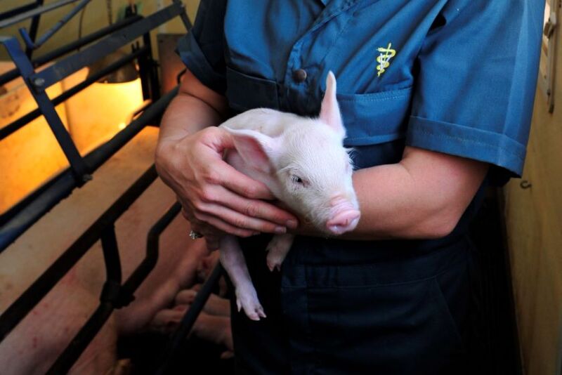 Caregiver holding piglet