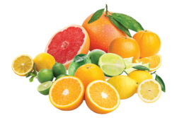 Progressive Produce citrus.png