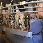 Rotary Parlor Employee