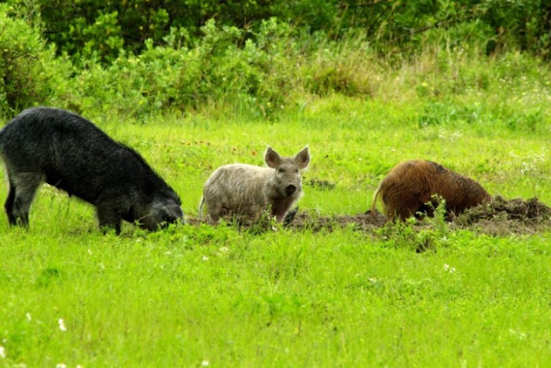 The ultimate omnivores and survivalists, wild pigs consume at least 300 different food types.