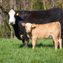 A black bald-face cow standing in a green pasture with two calves.