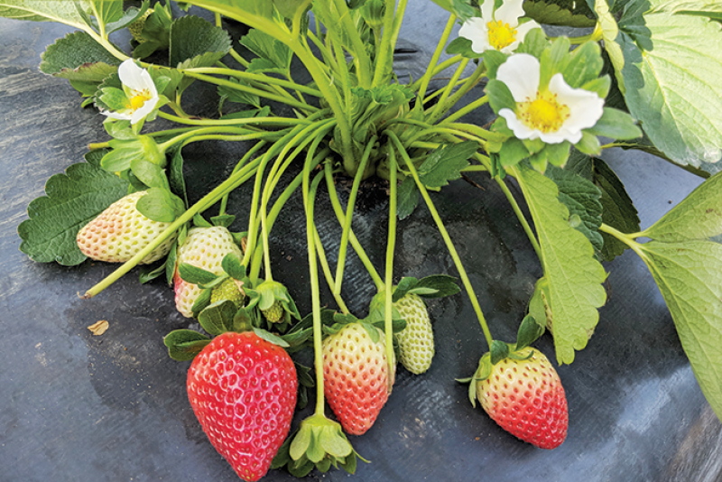 The Florida brilliance variety is in its first commercial season, with 1,000 acres planted in central Florida, says Vance Whitaker of the University of Florida.

