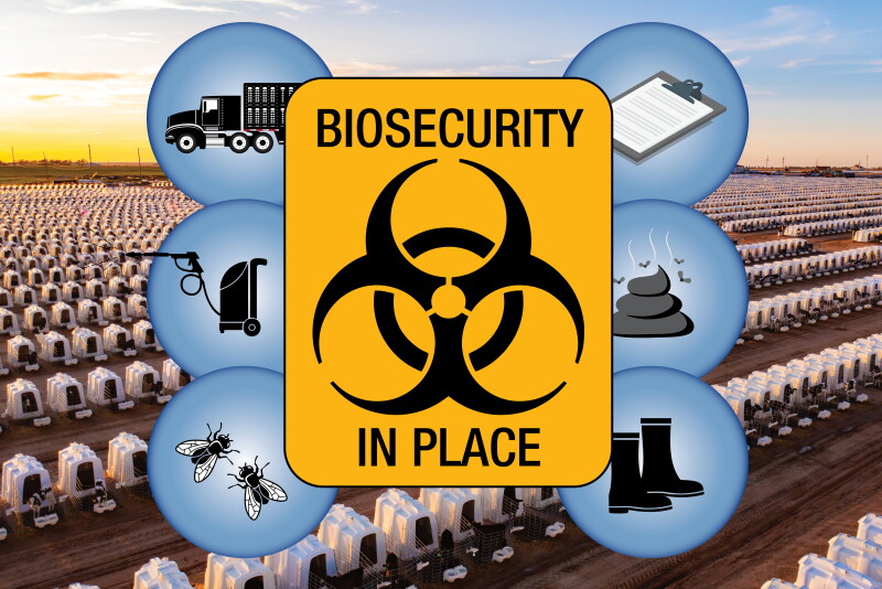 Enhancing Biosecurity on Calf Ranches: Balancing Animal and Human ...