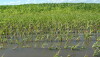 Too much water has stunted corn growth.