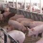 Soaring prices have reduced Chinese consumers' ability to buy pork.