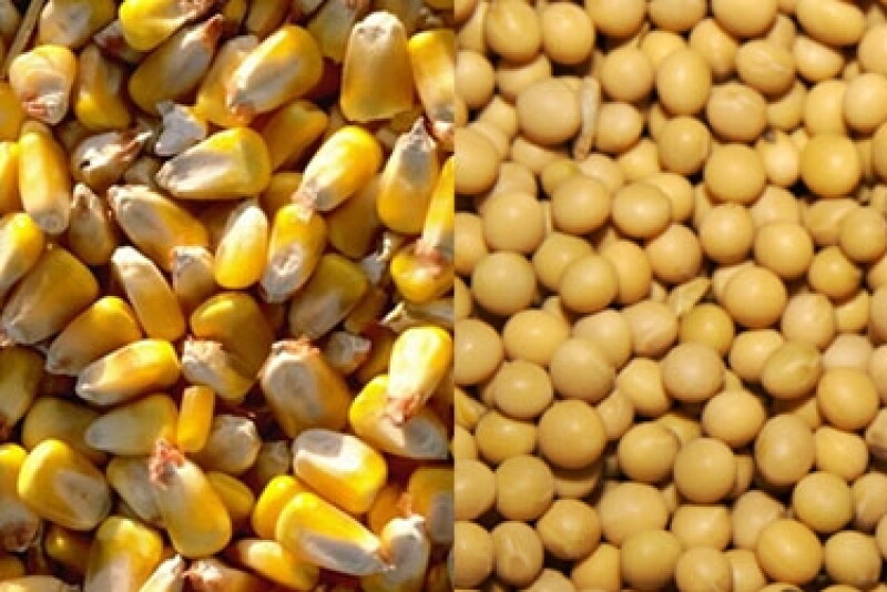corn soybeans