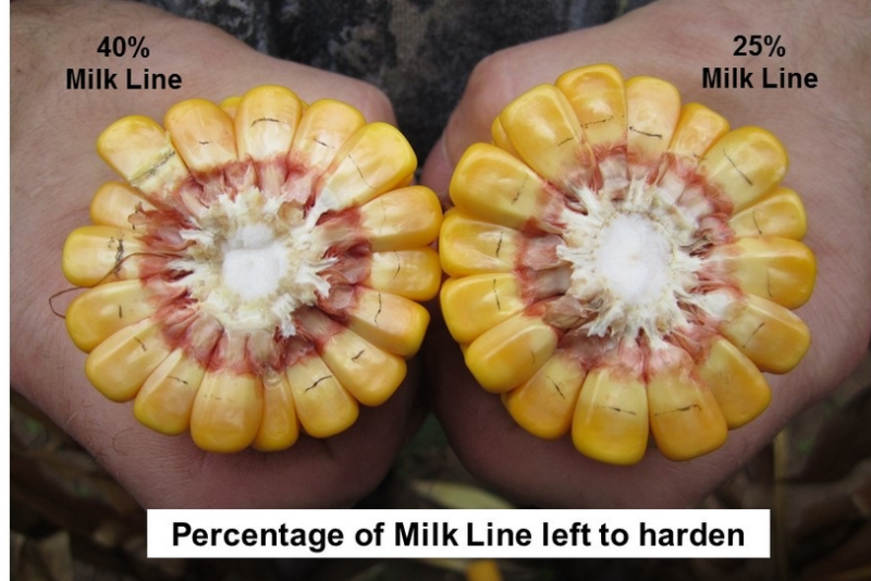 There can be benefits to irrigating corn until black layer, says Missy Bauer, Farm Journal Associate Agronomist.