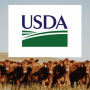 USDA and cattle