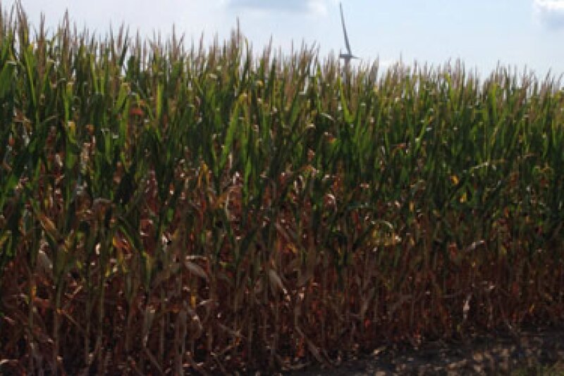 illinois corn crop tour 2013