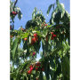cherries