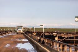 Magnum_Feedyard.jpg