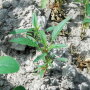 Waterhemp dead and alive