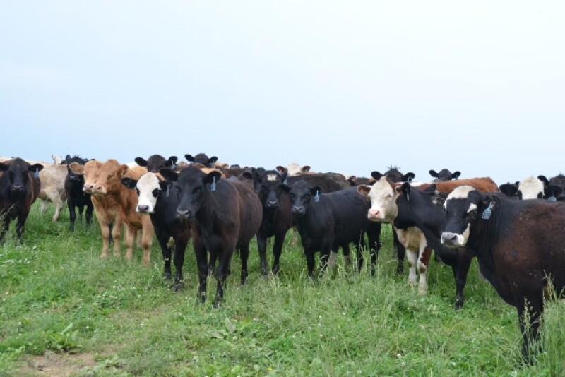 BT_Stocker_Cattle_Kentucky