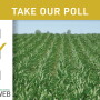 Take our poll: How optimistic are you now about your corn yields compared to when you planted?