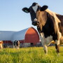 Holstein Cow