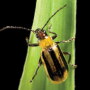 Western corn rootworm
