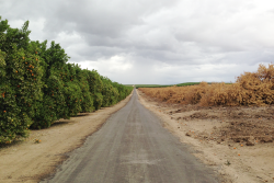 California citrus groves with and without water