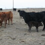 The bacteria, C. perfringens Type C in nursing-age calves, may proliferate and become toxic when a calf’s nutritional intake is inconsistent.