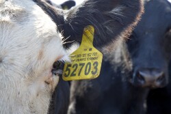 CattleTrace identification tag