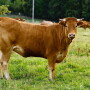 limousin-cow-1057895-639x464