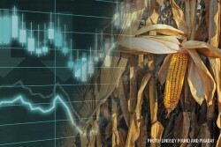 Corn Markets Corn Prices - Lindsey Pound and Pixabay