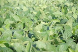 soybeans