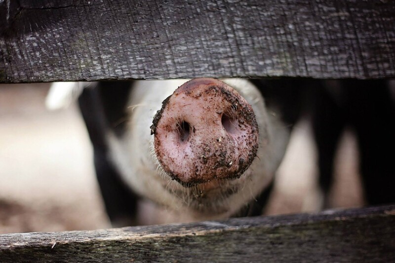 Pig By Fence