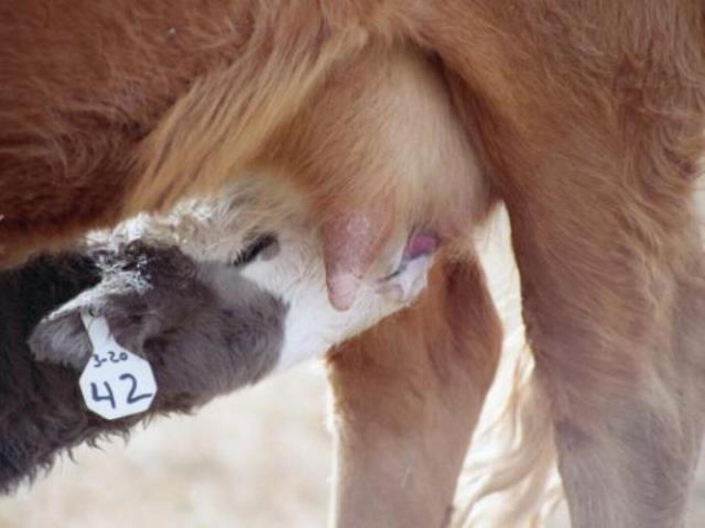 Calf Nursing