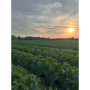 nc zucchini field