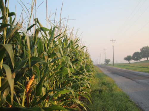 2014-Crop-Tour-Indiana-corn-road